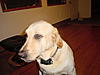 Let's see your Dawg's...-dsc00016.jpg