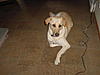  Let's see your Dawg's...-dsc00005.jpg