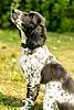 Trained English Springer Spaniel Hunting Dog-ssjer18rx1x4_y8ooorkdmrgctcic0ggj0r6aukkqvs-dp5ah5wljnpylnduk8ehbyn-ewpnqx_l2zlvmjyccfk.jpg