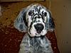 English Setter Pup-stella.jpg