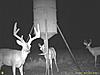 Texas big whitetails-big10.jpg