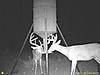 Texas big whitetails-big8.jpg