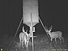 Texas big whitetails-bucks5.jpg