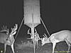 Texas big whitetails-points.jpg