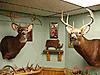 Colorado Mulies/Elk - Reposted-dsc03632_email.jpg