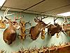 Colorado Mulies/Elk - Reposted-dsc03633_email.jpg