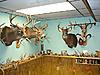 Colorado Mulies/Elk - Reposted-dsc03634_email.jpg