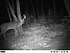 Colorado Mulies/Elk - Reposted-9pointer_front.jpg