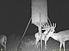 Colorado Mulies/Elk - Reposted-bucks.jpg
