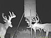 Colorado Mulies/Elk - Reposted-china2.jpg