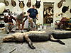 Trophy Louisiana Gator Hunt-gator-upside-down.jpg