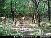 Oklahoma Whitetail Hunt for ?????-g2aug1.jpg