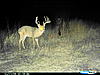 Colorado Mulies/Elk - Reposted-cdy_0588.jpg