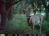 Colorado Mulies/Elk - Reposted-pict0052.jpg