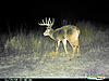Colorado Mulies/Elk - Reposted-cdy_0482.jpg