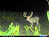 Offering Kansas Trophy Whitetail/Mule Deer-cdy_0046.jpg