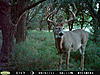 Offering Kansas Trophy Whitetail/Mule Deer-pict0052.jpg