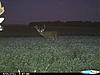 Offering Kansas Trophy Whitetail/Mule Deer-cdy_0728.jpg