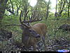 Colorado Mulies/Elk - Reposted-cdy_0361.jpg