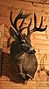 Giant Whitetails Trade for Out West Hunt (see pictures of deer)-2011-kill.jpg