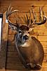 Giant Whitetails Trade for Out West Hunt (see pictures of deer)-dads-2011-kill.jpg