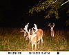 Trading Trophy Midwest Whitetail/Turkey Hunt (see recent pics)-sunp0343.jpg