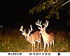 Trading Trophy Midwest Whitetail/Turkey Hunt (see recent pics)-sunp0323.jpg