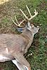 Trophy Whitetail Hunt in SW Kentucky for???-img_1385.png.jpg