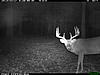 Trophy Whitetail Hunt in SW Kentucky for???-img_5781.jpg