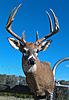 Looking for a Jan. Alabama deer hunt.-imag0143-1.jpg