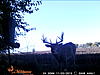 Kansas Whitetail Hunt for ?-wgi_0446.jpg