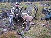 Swap hunts Worldwide-red-deer.jpg