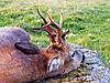 Swap hunts Worldwide-roe-deer.jpg