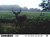 First set of Trail Cam pis for this year-sunp0259.jpg