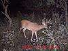 Iowa Trophy Whitetail for Western Big Game and Aoudad-6130mdgc0342.jpg