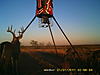 Colorado Mulies/Elk - Reposted-pict0010.jpg