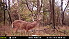 KS Big Bucks. Pics included.-mfdc0645-2-.jpg