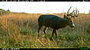 KS Big Bucks. Pics included.-img_0159.jpg