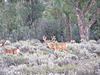 Wyoming Big Game Hunting Opportunity-053.jpg