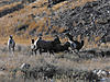Wyoming Big Game Hunting Opportunity-133.jpg