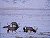 Wyoming Big Game Hunting Opportunity-dscf0550.jpg