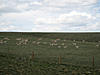 Wyoming Big Game Hunting Opportunity-img_1660.jpg