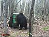 Bear Hunt May/June 2015-wgi_0138.jpg