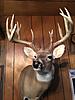 Pictures attached!!!2018 Illinois riverbottom Trophy Whitetail to Swap for...?-new-buck.jpg