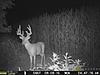 Pictures attached!!!2018 Illinois riverbottom Trophy Whitetail to Swap for...?-buck-5.jpg