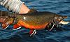 Northern Ontario Fishing Trip of a Lifetime!!-untitle33d.jpg