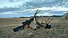 Wyoming Whitetail / Muledeer for other North American big game hunt.-img_1623.jpg