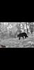 Virginia bear hunt for whitetail-screenshot_20180701-100021_gallery.jpg