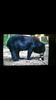 Black bear hunt.-screenshot_2018-08-28-10-40-53.png