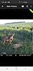 SE ND Whitetail/Pheasant Hunt-screenshot_20190820-194557_spartan-camera.jpg